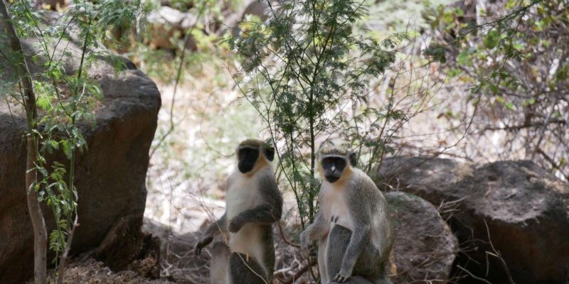 Praia: Guided Nature Hike to Cidade Velha - FAQs