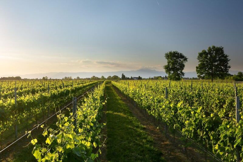 pramaggiore-ornella-bellia-winery-guided-tour-tasting