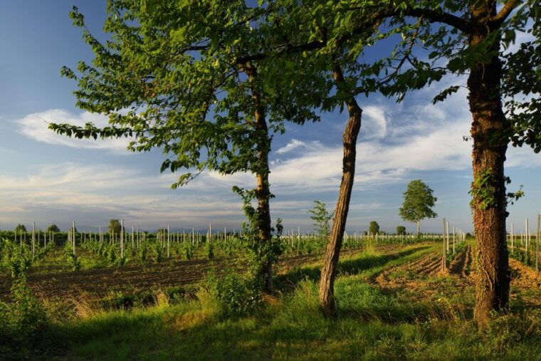 pramaggiore-ornella-bellia-winery-guided-tour-tasting