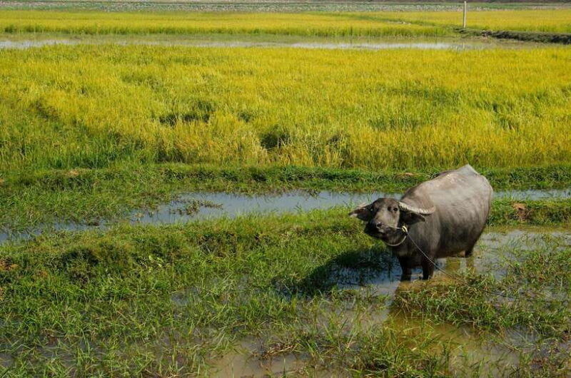 preah-vihear-and-koh-ker-temples-from-siem-reap-private-tour