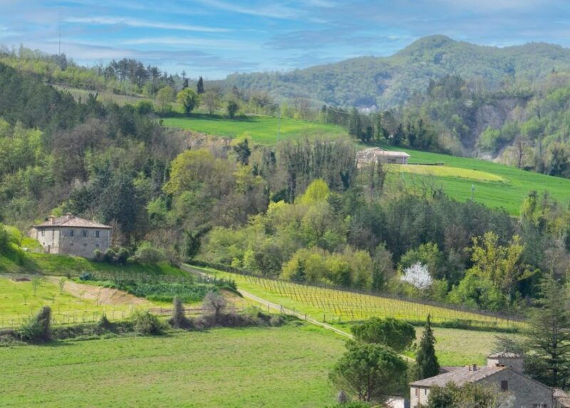 predappio-wine-experience-wine-tasting-and-vineyard-tour