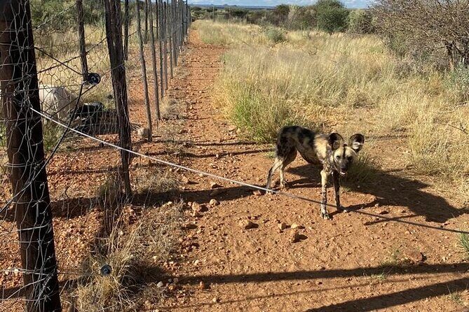 Predator Encounter: Half-Day Carnivore Feeding Windhoek - Overall Experience and What to Expect
