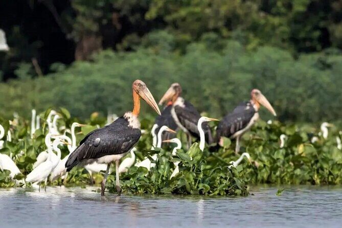 Prek Toal Birds Sanctuary and floating Village Private Day Tour - FAQs  