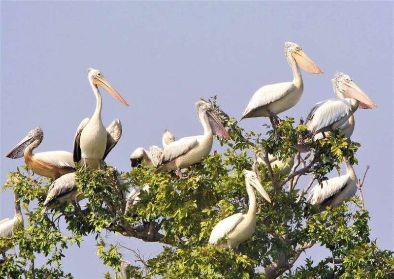 prek-toal-birds-sanctuary-floating-village-private-tour