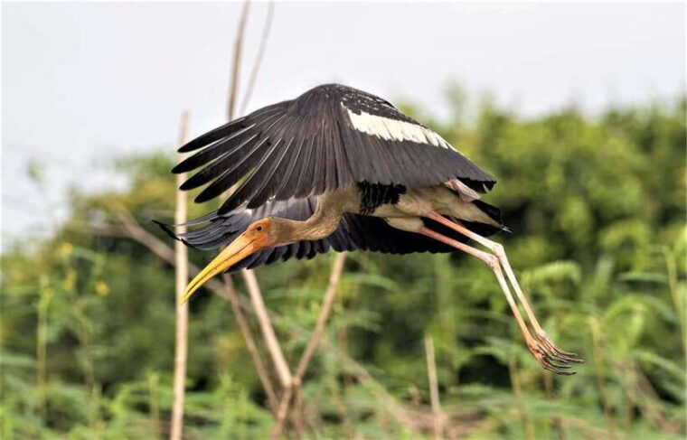 prek-toal-birds-sanctuary-floating-village-private-tour