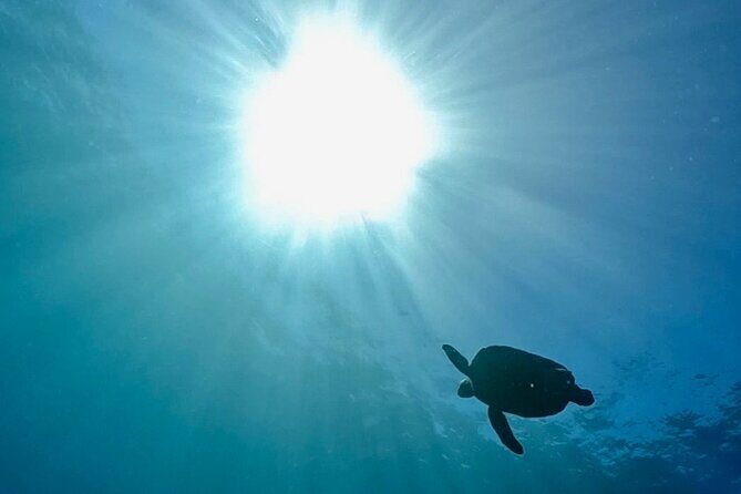 Premier Dive Spots Experience in Kushimoto - Key Points