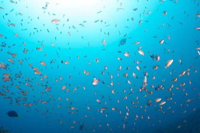 Premier Dive Spots Experience in Kushimoto - The Itinerary and What to Expect