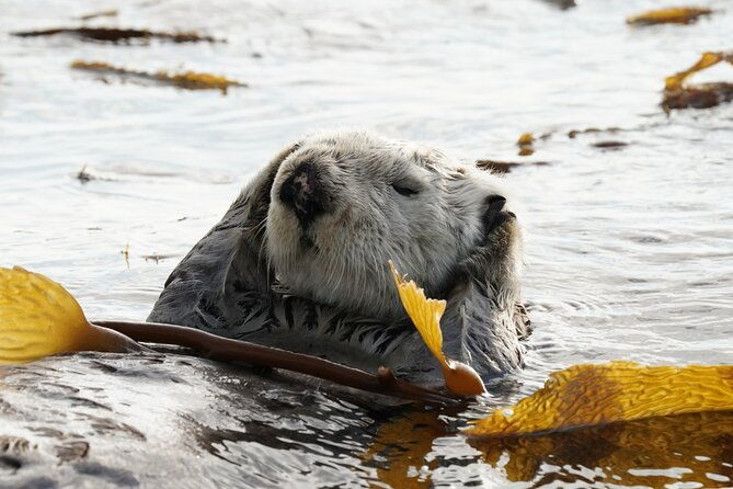 premier-whale-watching-and-wildlife-tour-2
