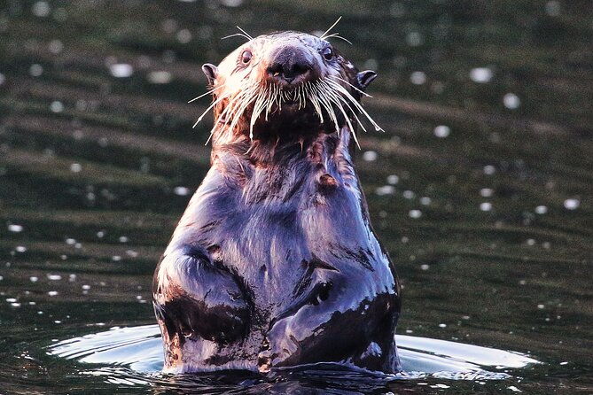 premier-whale-watching-and-wildlife-tour