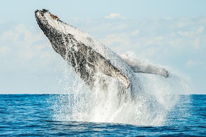 Premier Whale Watching Byron Bay - Final Thoughts: Is it Worth It?