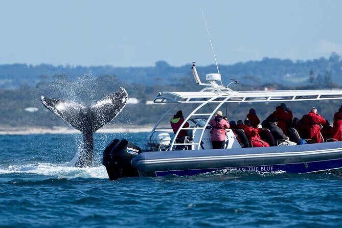 Premier Whale Watching Byron Bay - FAQ