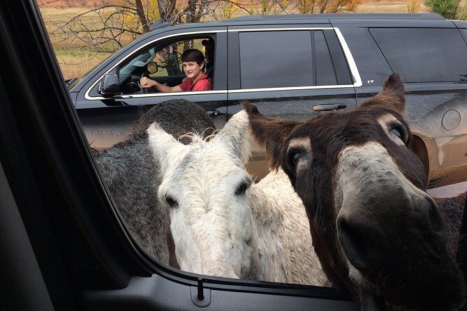 Premiere Private Black Hills Tour: Mt Rushmore, Crazy Horse & Custer State Park - Who Would Love This Tour?
