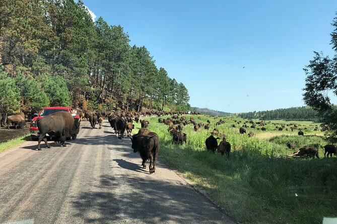 Premiere Private Black Hills Tour: Mt Rushmore, Crazy Horse & Custer State Park - Final Thoughts