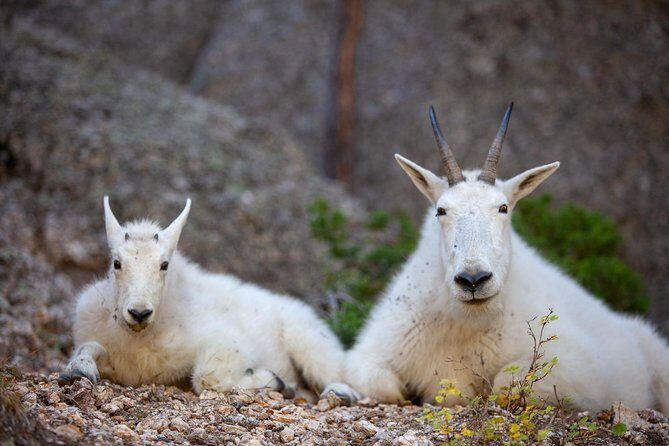 Premiere Private Black Hills Tour: Mt Rushmore, Crazy Horse & Custer State Park - FAQ