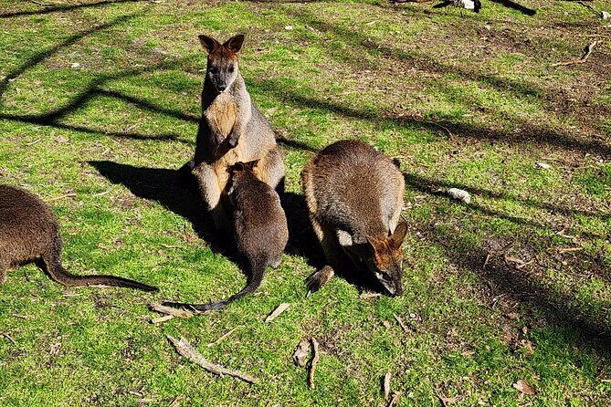 Premium Adelaide Hills Full Day Shore Tour Cruise Port Pick-up - Key Points