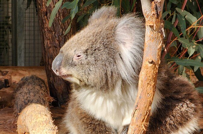 Premium Adelaide Hills Full Day Shore Tour Cruise Port Pick-up - The Practical Side: Value and Considerations