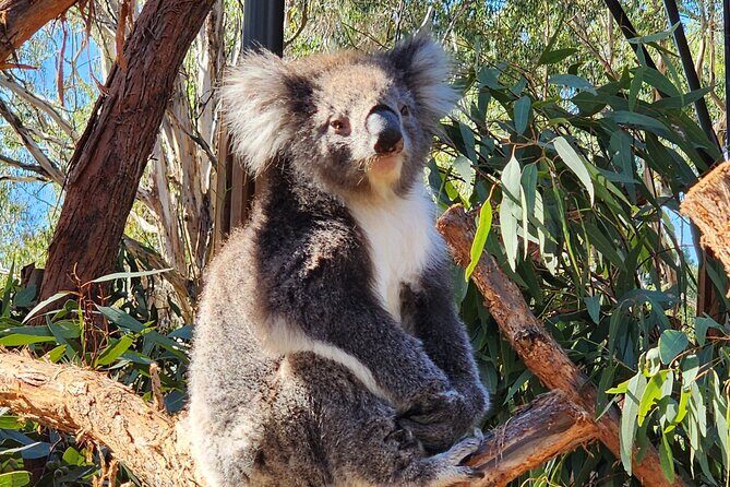 Premium Adelaide Hills Full Day Shore Tour Cruise Port Pick-up - Final Thoughts