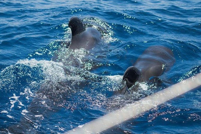premium-all-inclusive-whale-dolphin-watching-experience