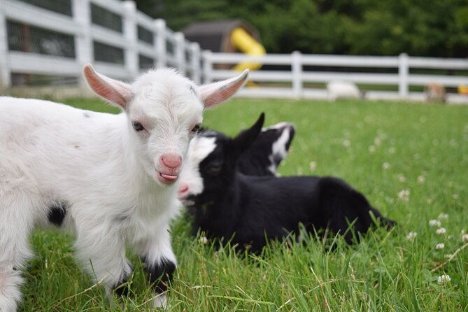 premium-amish-country-tour-including-amish-farm-and-house