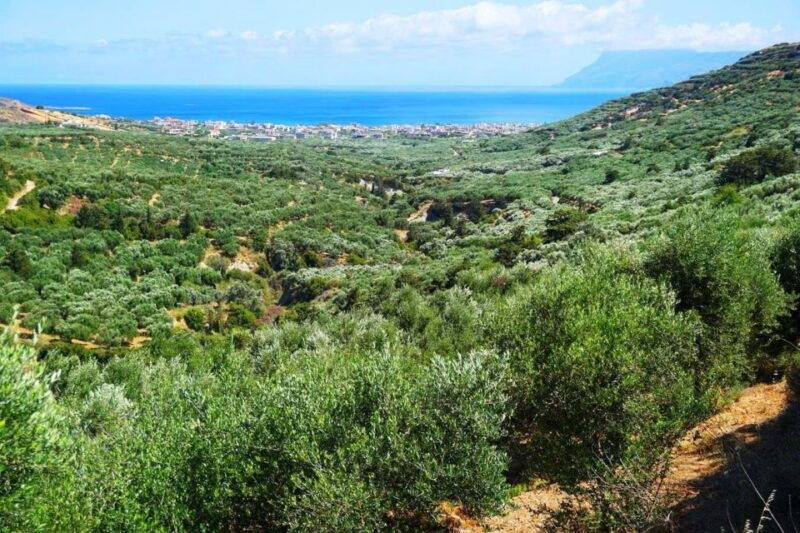 premium-crete-olive-oil-tasting-wine-raki-and-cretan-food