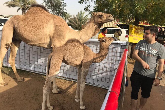 Premium Dubai Desert Safari and Quad Bike Ride - Who Is This Tour Best Suited For?
