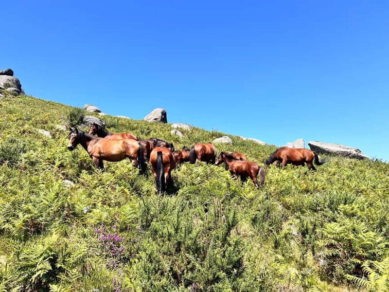 Premium e-MTB Tour in Geres with typical lunch - Who Will Love This Tour?