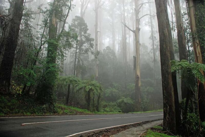 PREMIUM Great Ocean RD Tour REVRS-Dlux MINIBUS-Hotel PickUP - Suggested For: