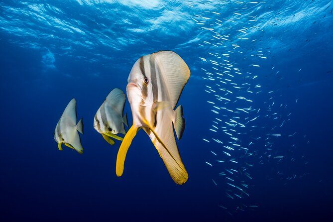 Premium Guided Dive Trip - Outer Great Barrier Reef - What’s Included and What’s Not
