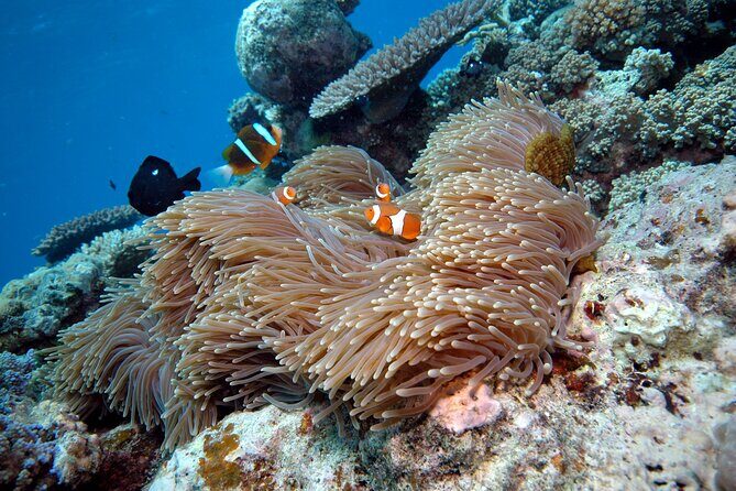 Premium Guided Dive Trip - Outer Great Barrier Reef - Final Thoughts