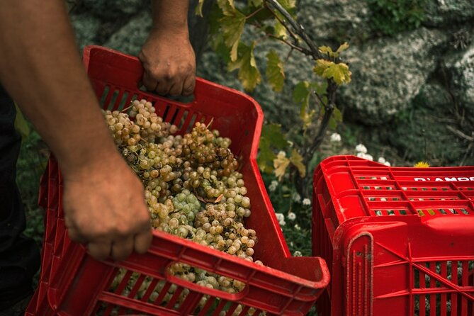 premium-ischia-wine-tasting-experience-with-transfer-included