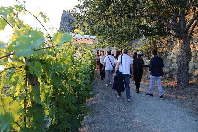 premium-ischia-wine-tasting-experience-with-transfer-included