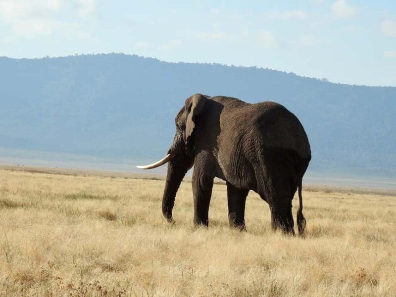 Premium Luxury Tanzania Safari Experience: Explore in 4 Days - Key Points