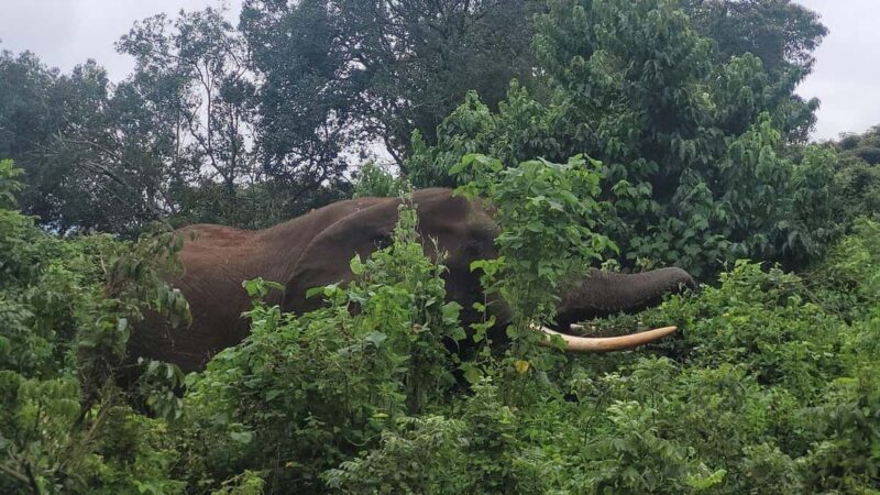 Premium Luxury Tanzania Safari Experience: Explore in 4 Days - Practical Tips for Your Safari