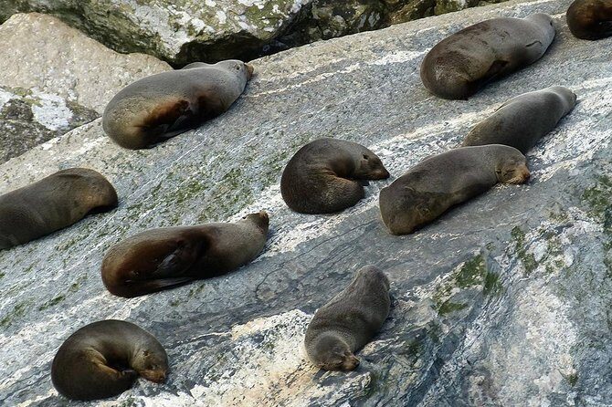 Premium Milford Sound Small Group Tour & Cruise from Queenstown - The Sum Up