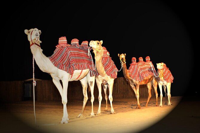 Premium Private Desert Safari with Camel Ride & Live BBQ Dinner - An Overview of the Experience