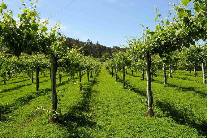 premium-private-vinho-verde-tour2-wineries-with-tastings-lunch