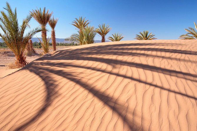 Premium Red Dunes Safari and Camel Safari with BBQ Dinner - Practical Insights: What You Need to Know