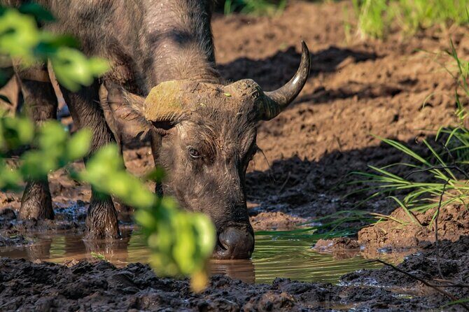Premium Safari Game Drive in National Park - Final Thoughts