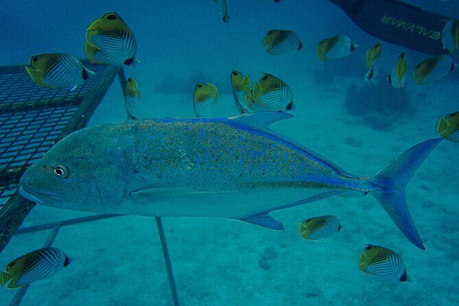 Premium Sea Scooter Lagoon Discovery - Who Will Love This Tour?