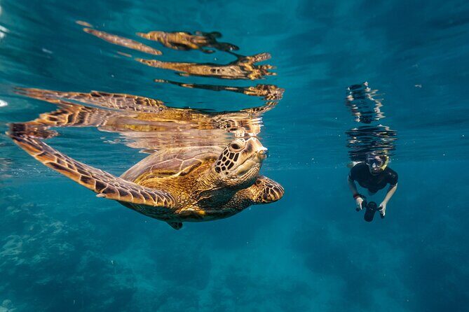 Premium Sea Scooter Turtle Adventure - What Makes This Tour Unique?