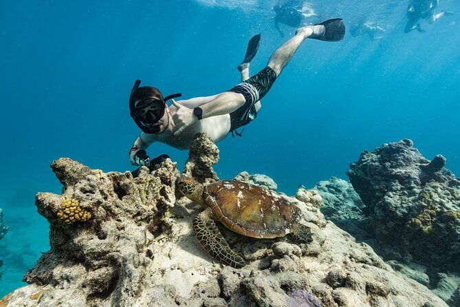 Premium Sea Scooter Turtle Adventure - Practical Tips for Future Participants