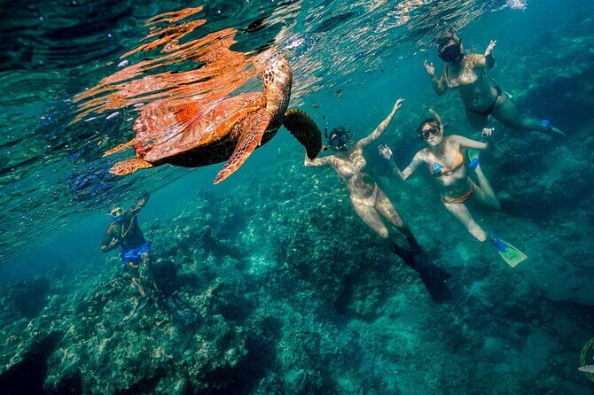 Premium Sea Scooter Turtle Adventure - Who Would Love This Tour?