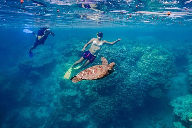 Premium Sea Scooter Turtle Adventure - The Sum Up