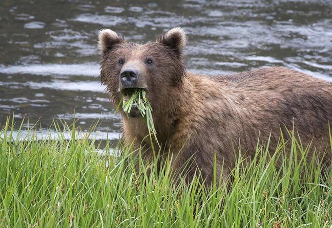 PREMIUM Sitka Scenic Tour - Key Points: