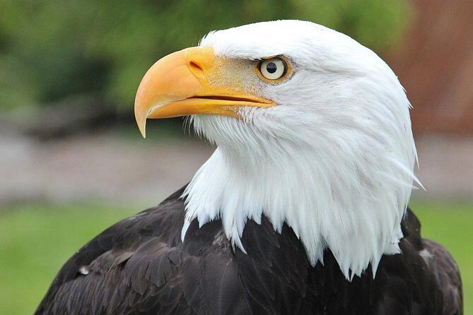 PREMIUM Sitka Scenic Tour - An In-Depth Look at the Sitka Scenic Tour