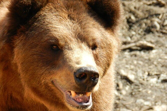 PREMIUM Sitka Scenic Tour - FAQ