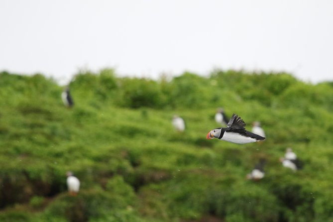 premium-small-group-puffin-bird-watching-tour-from-reykjavik