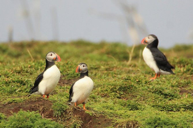 premium-small-group-puffin-bird-watching-tour-from-reykjavik