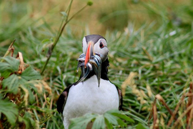 premium-small-group-puffin-bird-watching-tour-from-reykjavik