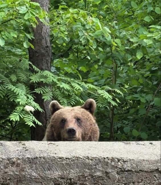 PREMIUM TOUR: Bears Safari on Transfagarasan Road - Exploring Romania’s Wilderness: What to Expect from the Tour